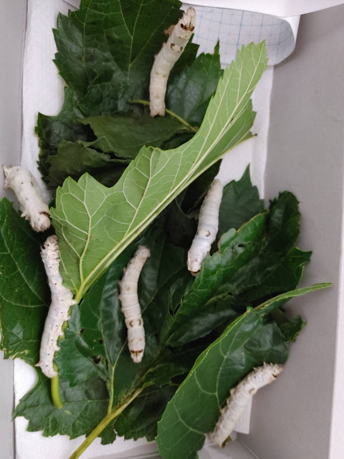 プラグイン『WC Cancel Order』で顧客が注文をキャンセルできる機能を追加